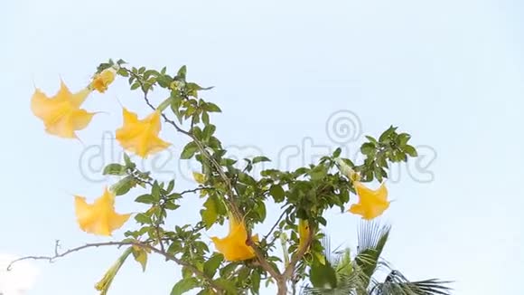 美丽的黄色天使的喇叭花也被称为视频的预览图