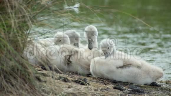 湿地河岸上的天鹅视频的预览图