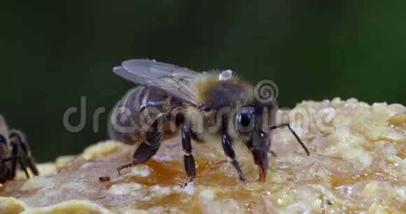 欧洲蜂蜜蜂蜜蜂蜜蜂黑蜂采摘蜂蜜生活在诺曼底实时视频的预览图