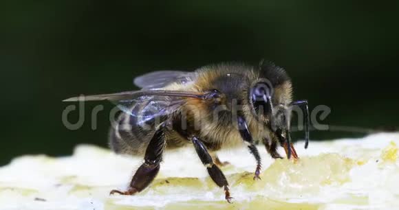欧洲蜂蜜蜂蜜蜂蜜蜂黑蜂采摘蜂蜜生活在诺曼底实时视频的预览图