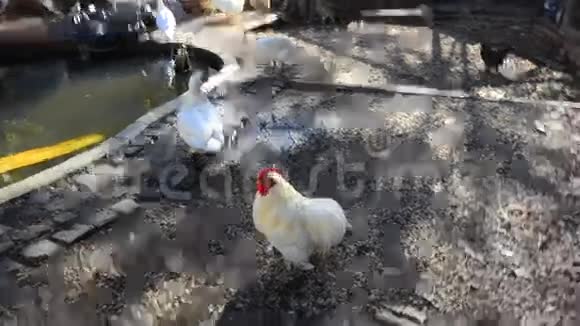 家农场里的鸟在跑视频的预览图