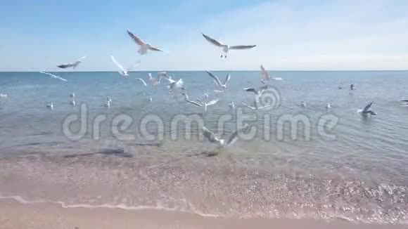 海鸥在飞翔中捕捉食物一群海鸥从海滨的人那里捕捉食物视频的预览图
