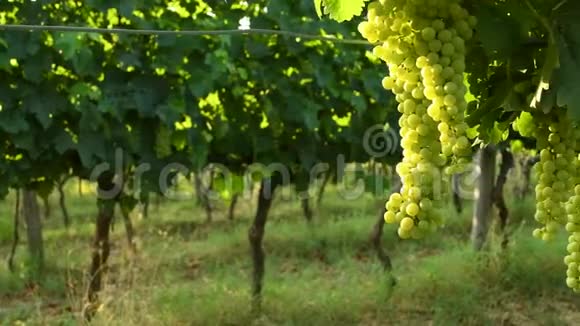 钱安蒂地区一个绿色葡萄园里的一串白葡萄夏季托斯卡纳意大利视频的预览图