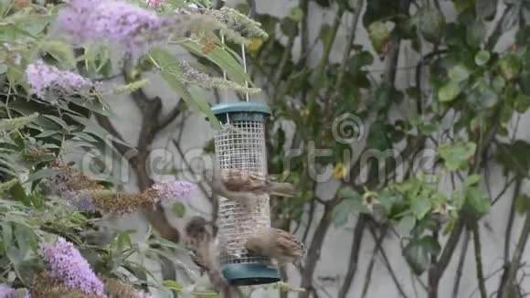 麻雀还在给鸟喂食视频的预览图