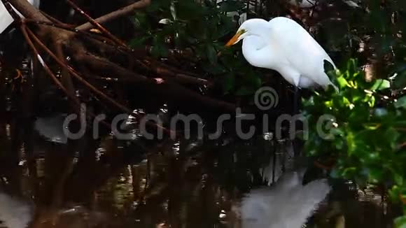 伟大的白鹭阿尔达阿尔巴在红树林中狩猎视频的预览图