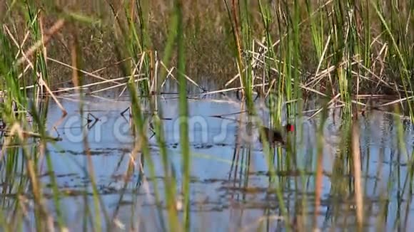 沼泽中常见的莫伦绿游视频的预览图