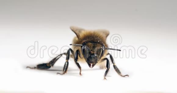欧洲蜜蜜蜂蜜蜂黑蜂白色背景诺曼底实时4K视频的预览图