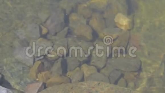 查看村塘水面往水里看移动的蝌蚪4K视频电影视频的预览图