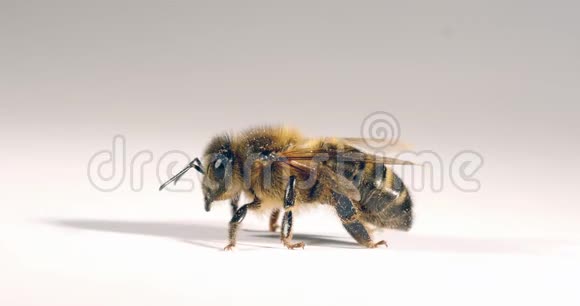 欧洲蜜蜜蜂蜜蜂黑蜂白色背景诺曼底实时4K视频的预览图