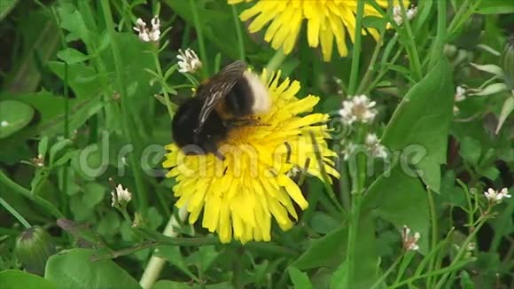 蜜蜂坐在花上视频的预览图