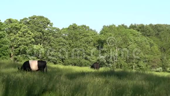 奶牛在大田里放牧5分之4视频的预览图