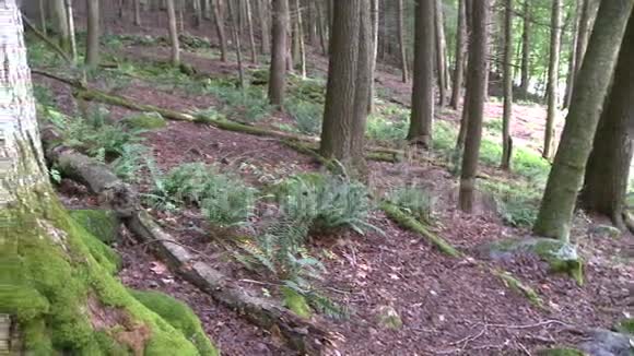 森林树木略有升级3分之3视频的预览图