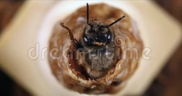 欧洲蜂蜜蜜蜂蜜蜂女王的出现诺曼底蜜蜂实时4K视频的预览图