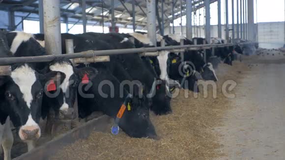 许多牛在农场里成群结队一群牛对着镜头在牛棚里吃东西视频的预览图