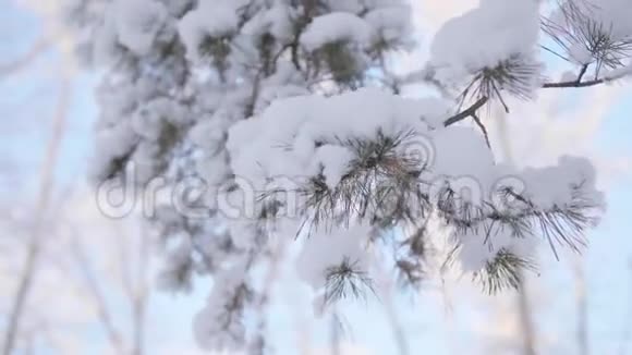 蓝天背景下冬季公园雪覆盖的杉树枝视频的预览图
