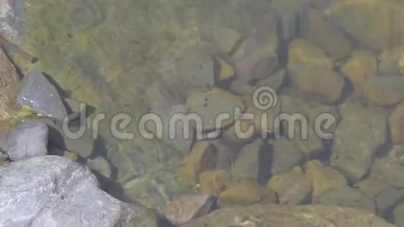 查看村塘水面往水里看移动的蝌蚪4K视频电影视频的预览图