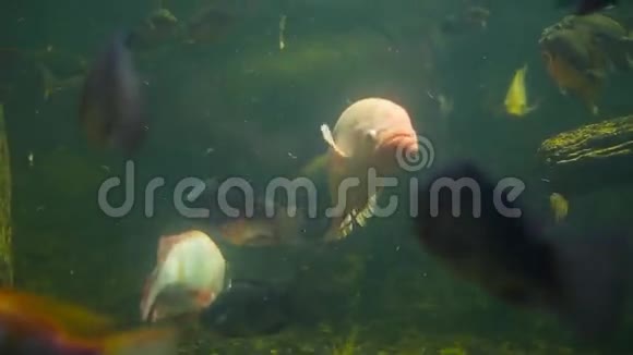 大型粉红鱼火烈鸟在水族馆游泳视频的预览图