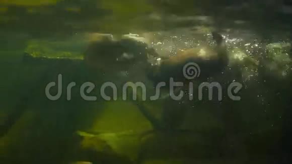 水獭在水族馆的水下游泳视频的预览图