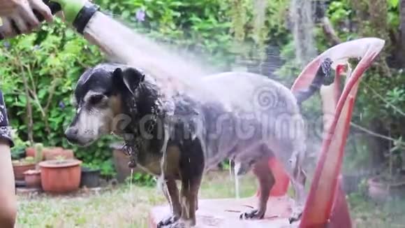 一只狗在户外洗澡用洗发水和水视频的预览图