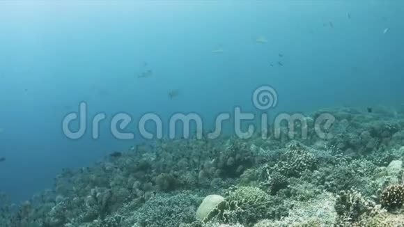 珊瑚礁4k上的驼背蛇学校视频的预览图