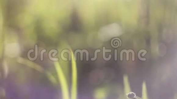 花草在风中弯曲布鲁尔博克赫视频的预览图