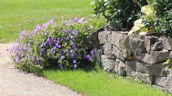 花园设计紫花天竺葵罗赞恩石头视频的预览图