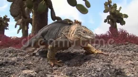 加拉帕戈斯群岛岩石海岸巨大的伊瓜那特写镜头视频的预览图