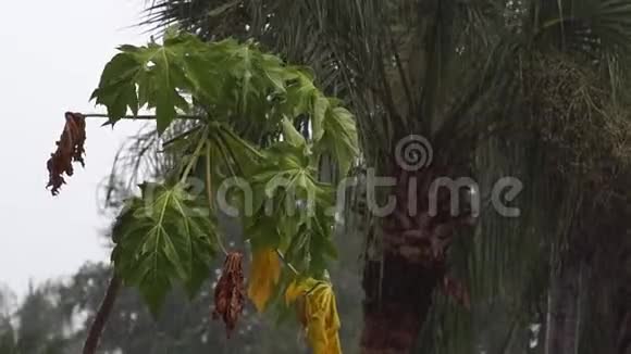 热带暴雨中的幼木瓜树视频的预览图