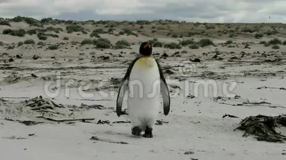 孤独的年轻国王企鹅不在海滩上散步视频的预览图