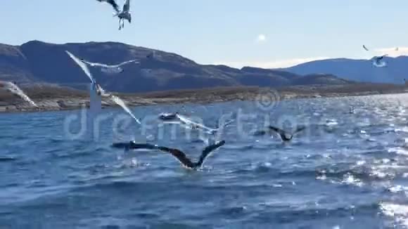 一群饥饿的海鸥潜水和争夺死鱼视频的预览图
