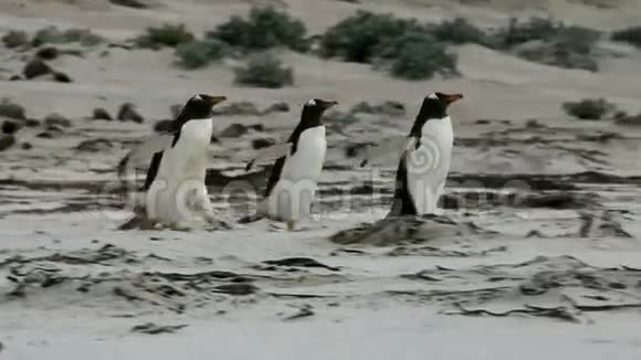 企鹅在海滩上跑来跑去视频的预览图