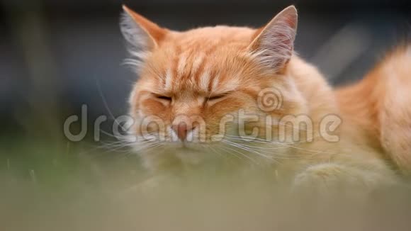 姜累猫躺在大自然中视频的预览图
