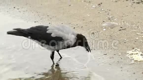 海滩上戴着头巾的乌鸦视频的预览图