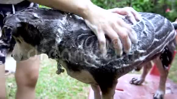 一只狗在户外洗澡用洗发水和水视频的预览图