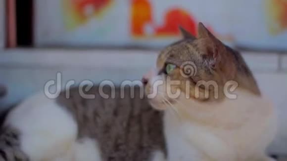 安静的绿眼睛猫躺在楼梯上舔着看着摄像机视频的预览图