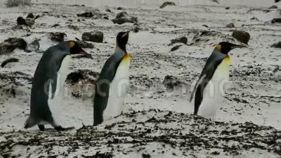 一群王企鹅在四处闲逛视频的预览图