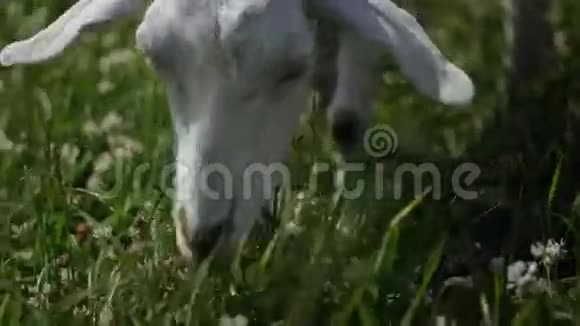 戴着红帽子绿蝴蝶的滑稽山羊在农场吃草视频的预览图