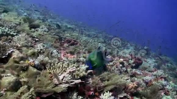 天使鱼天使鱼游在礁石上寻找食物视频的预览图