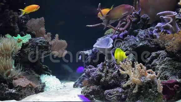 珊瑚礁上的珊瑚群落和鱼视频的预览图