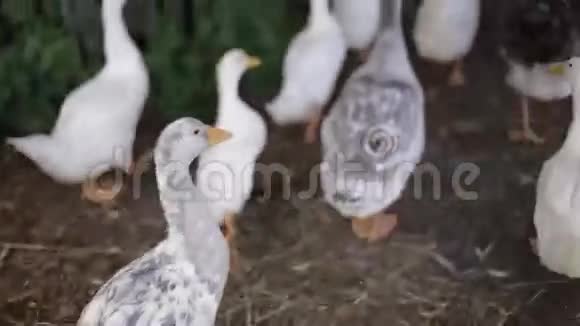动物园里一群大雁从摄像机旁边的笼子里跑出来视频的预览图