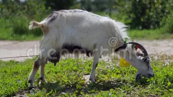 有趣的山羊在农场吃草中档视频的预览图