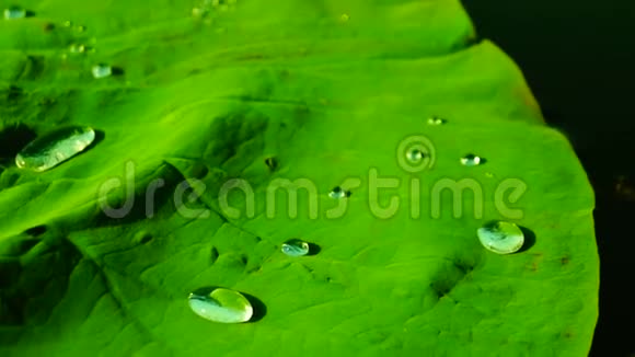 克雷塞荷叶NelumboNucifera上的水滴莲花效应视频的预览图