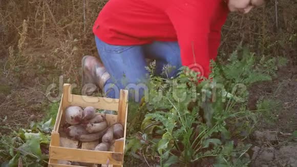 年轻的女农民穿着红色毛衣和蓝色牛仔裤在花园的床上挖胡萝卜和甜菜把手举起来视频的预览图
