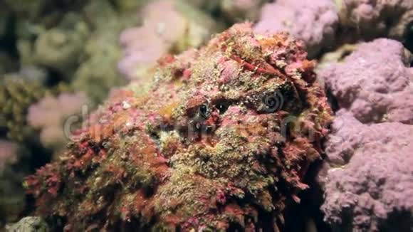 埃及海底沙底的红珊瑚视频的预览图