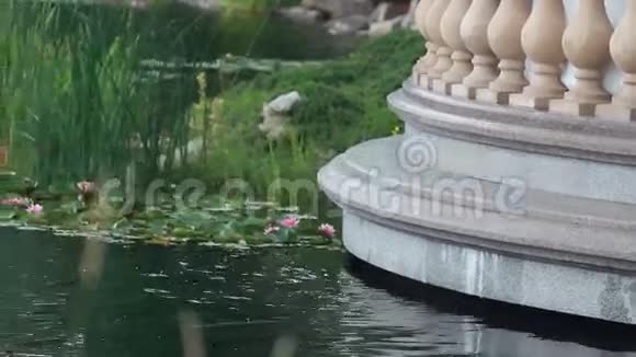 鸭子在美丽的湖里游泳视频的预览图