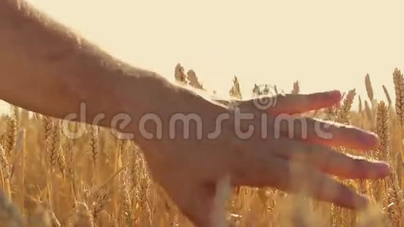 日落时分一个男人的手穿过麦穗视频的预览图