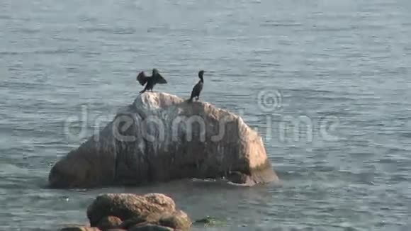 附着在岩石上的海鸟1分之一视频的预览图