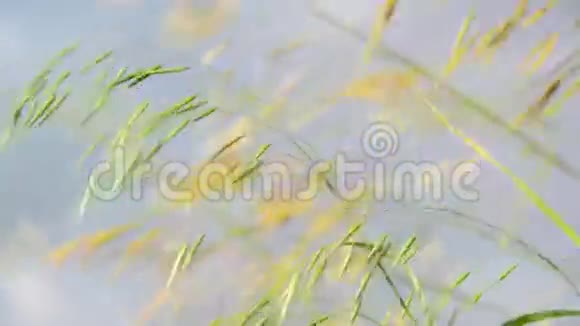 天空中的雀麦草丛视频的预览图