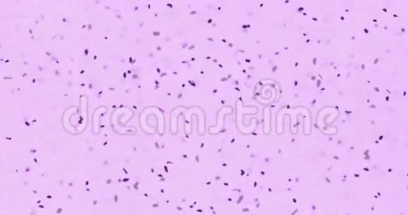 细菌或微生物细胞在显微镜下的颜色化学粉红色液体视频的预览图