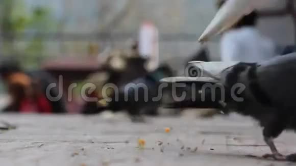 鸽子和鸽子吃玉米靠近视频的预览图